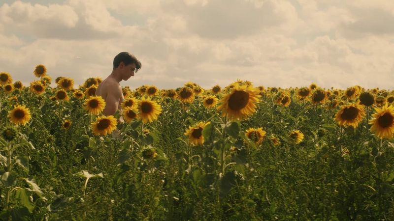 Sunflower Backdrop Image